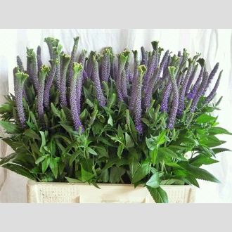 вероника Christa