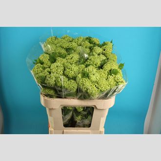 вибурнум Roseum