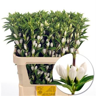 гентиана White