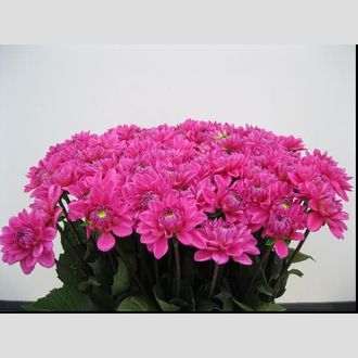 георгины Nashville