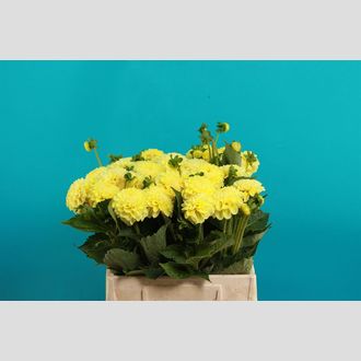 георгины Nettie