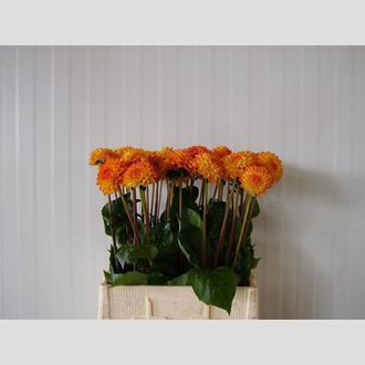 георгины Souvenir dEte