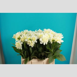 георгины White