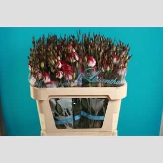 эустома Adom Red Picotee