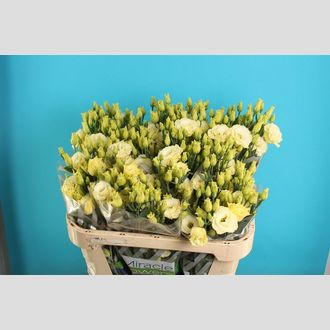 эустома Filled Arena Gold