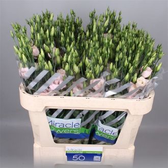 эустома Filled Arena Light Pink