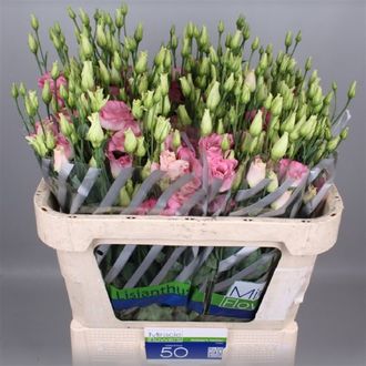 эустома Filled Arena Pink Flash