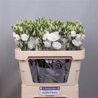 эустома filled Croma White
