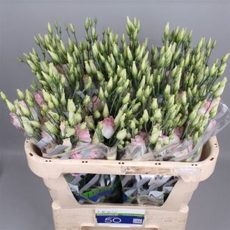 эустома Filled Diamond Peach