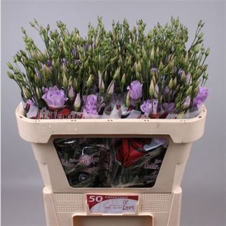 эустома Filled Mariachi Lavender