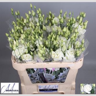 эустома Alissa White