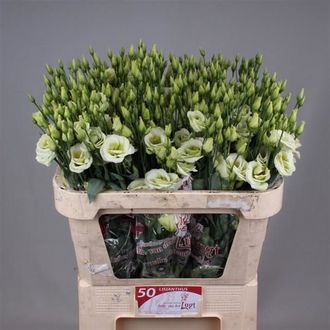 эустома Filled Rosita Green