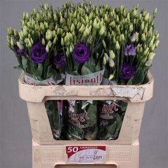 эустома Filled Rosita Purple