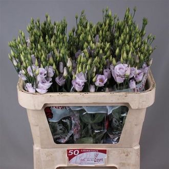 эустома Piccolo Liliac