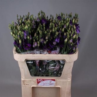 эустома Vulcan Deep Purple