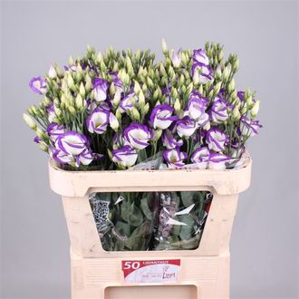 эустома Vulcan Purple Picotee