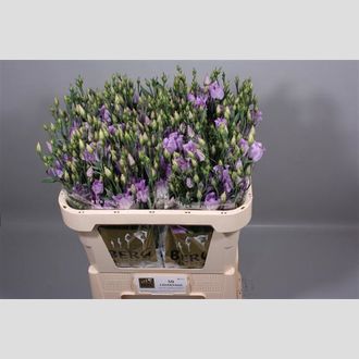 эустома Carice Lavender