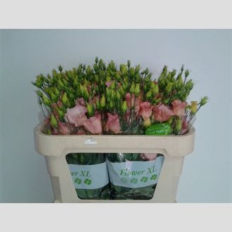 эустома Falda Salmon