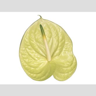 антуриум Marysia