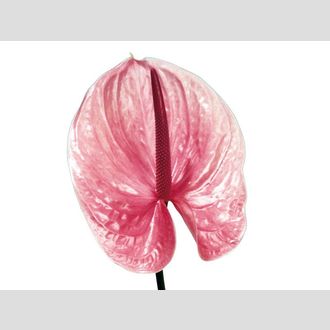 антуриум Scorpion