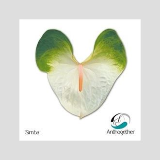 антуриум Simba