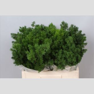 аспарагус омболотус