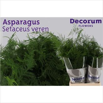 аспарагус плюмоза