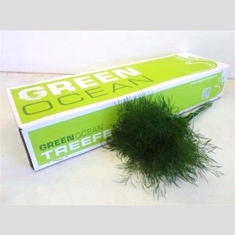 аспарагус триферн