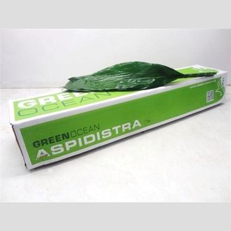 аспидистра