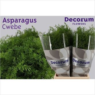 аспарагус квеб