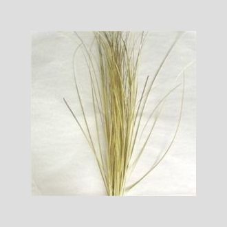 берграсс золотой