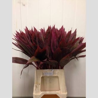 кордилина красный