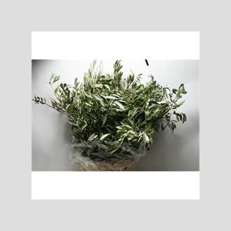 листья оливы