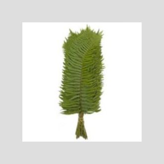 листья папоротника