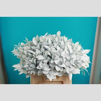 рускус белый