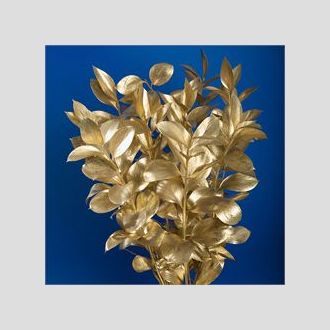 рускус голд