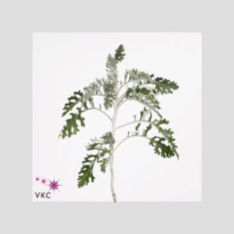 сенецио или крестовник