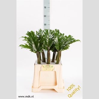 филадендрон