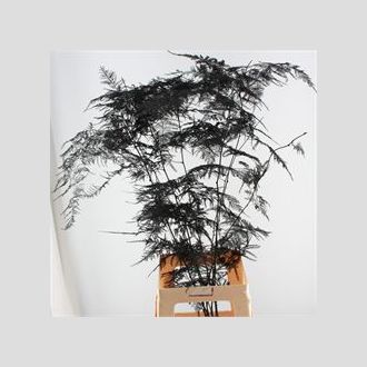 аспарагус плюмоза чёрный