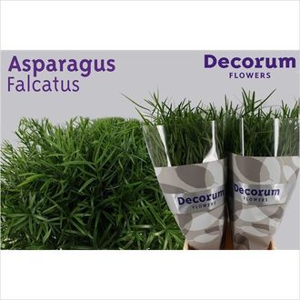 аспарагус фалкатус