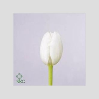 тюльпан Royal Virgin белый