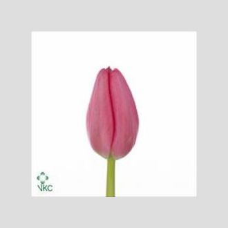 тюльпан розовый