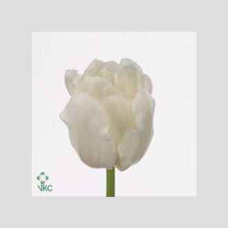 тюльпан White heart белый