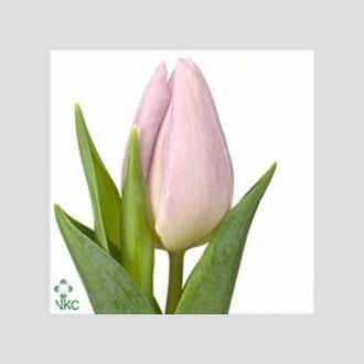 тюльпан лиловый