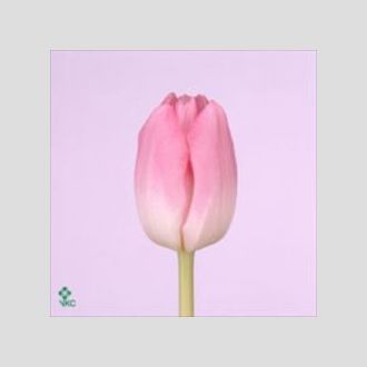 тюльпан Dynasty розовый