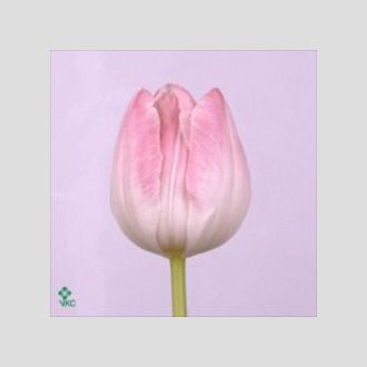 тюльпан First class розовый