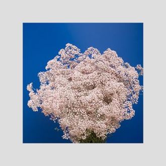 гипсофила крашенная бледно-розовая