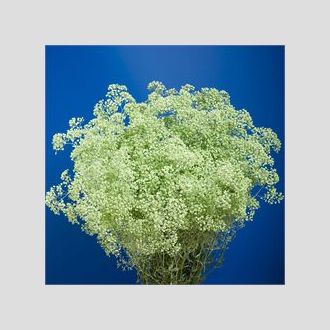 гипсофила крашенная мятно-зелёная