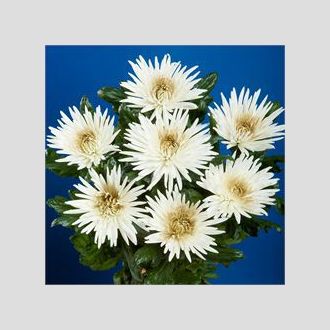 хризантема одноголовая Anastasia Bulls Eye Gold