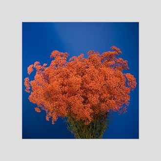 гипсофила крашенная оранжевая